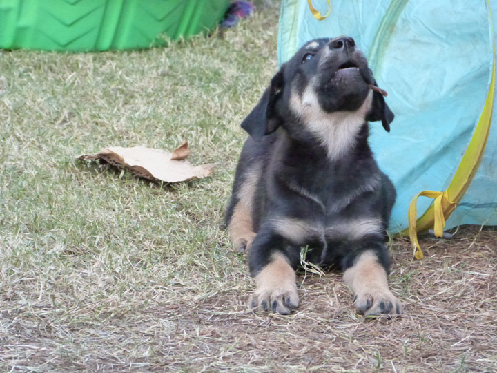 chinook dog